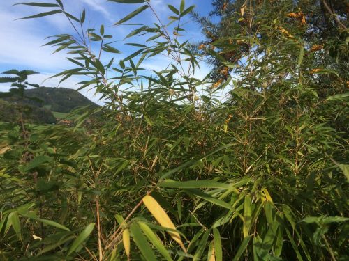 Detail von immergrünen Bambus-Blättern als Heckenpflanze