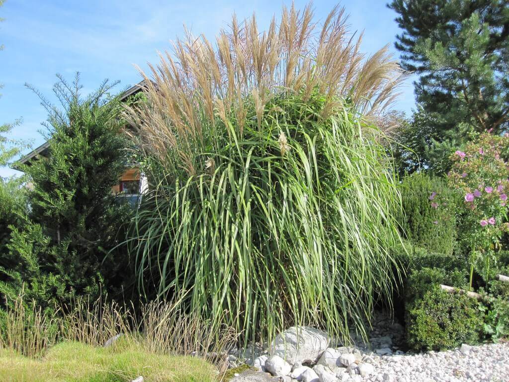 Miscanthus Large fountain as a solitary grass in grasses bed